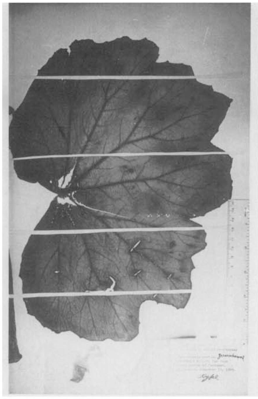 B. kortsiae